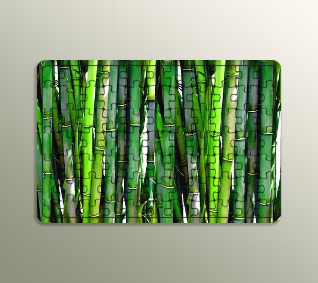 Ormandaki Bambu Ağacı