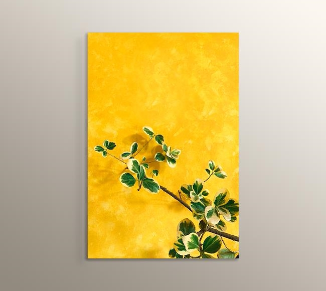 Sarı Duvarın Önündeki Bitki