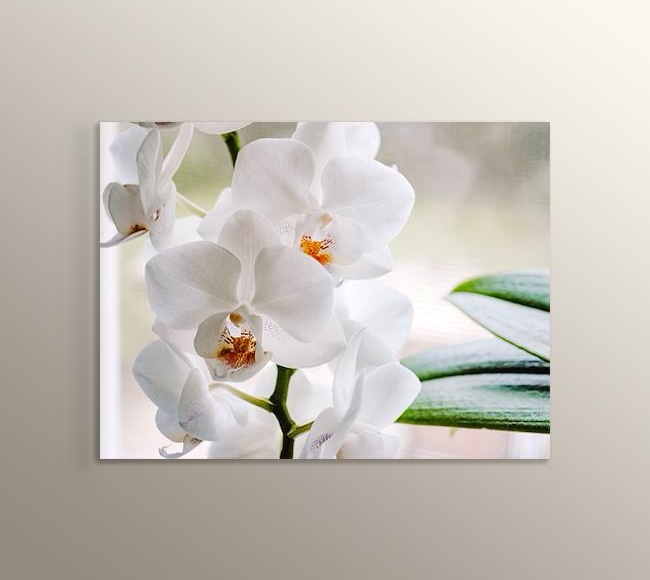 Beyaz Orkideler