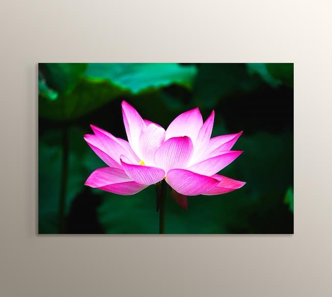 Pembe Lotus Çiçeği