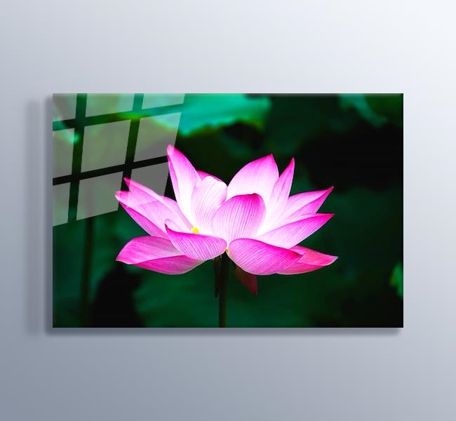 Pembe Lotus Çiçeği