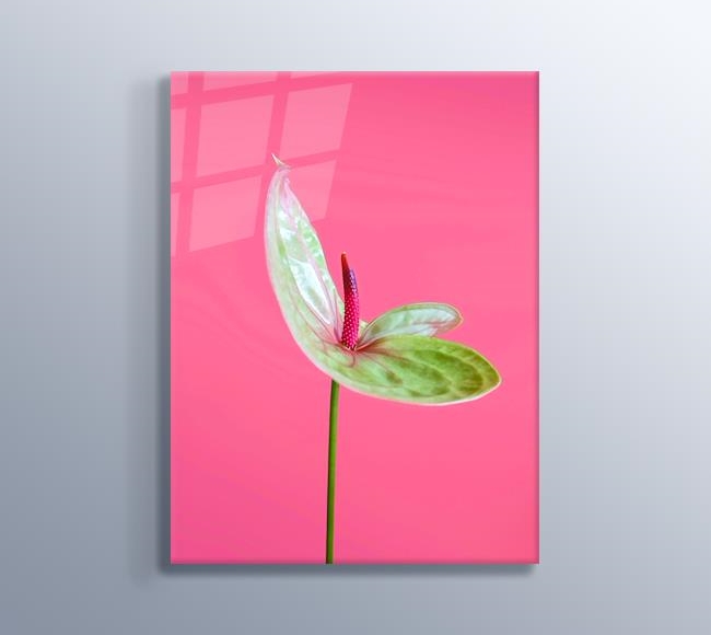 Pembe Fonda Yeşil Antoryum Çiçeği