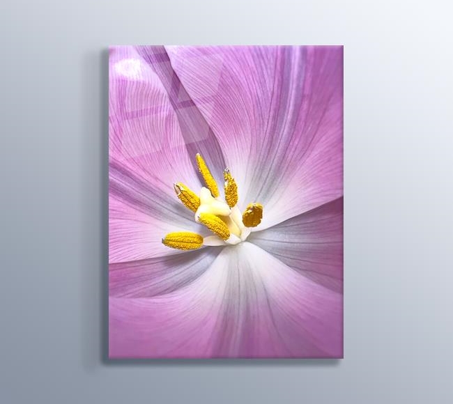 Sarı Polenli Mor Yapraklı Çiçek - Yakın Çekim