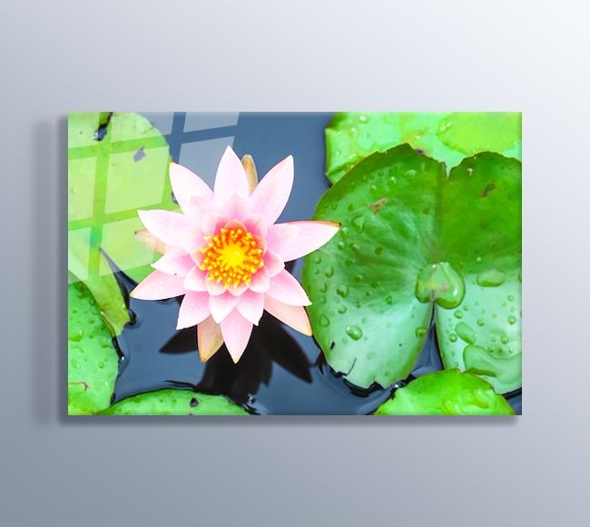 Pembe Lotus Çiçeği ve Nilüfer Yaprağı