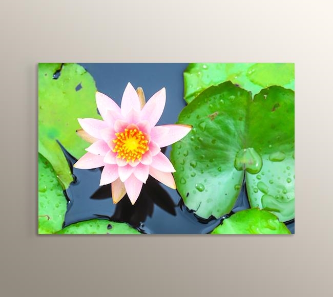 Pembe Lotus Çiçeği ve Nilüfer Yaprağı