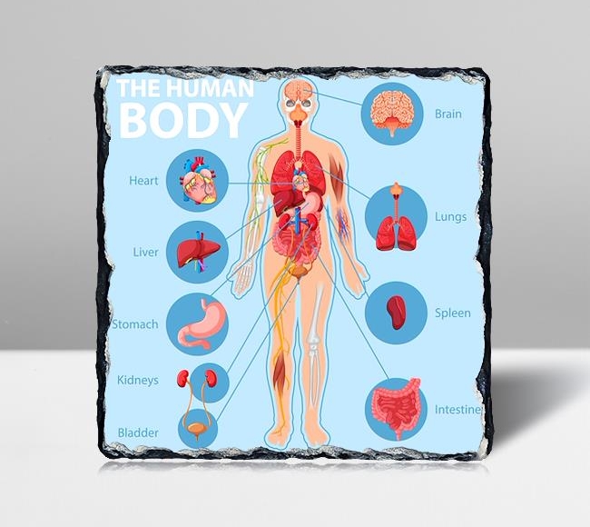 İngilizce İnsan Anatomisi Eğitim Afişi - Mavi