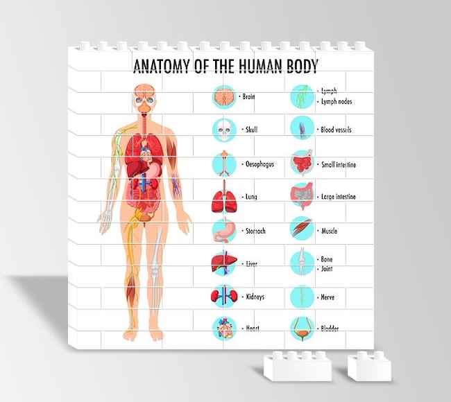 İngilizce İnsan Anatomisi Eğitim Afişi - Beyaz