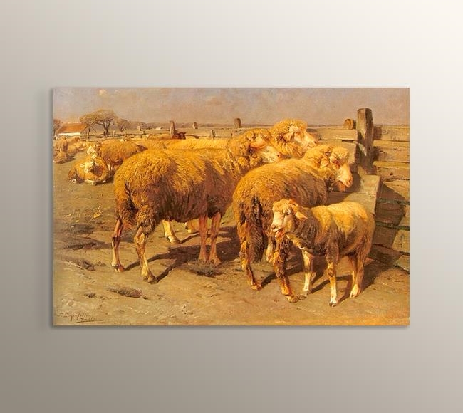 Schafe im Pferch - Kalemdeki Koyun