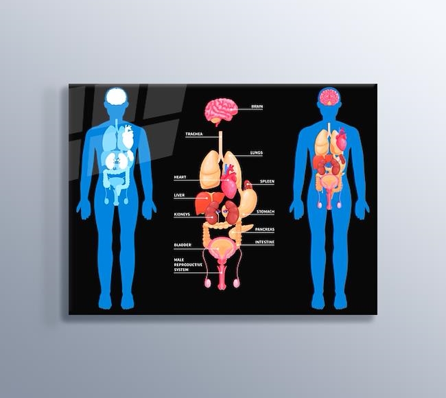 Siyah Fonda Erkek İnsan Organları - İngilizce