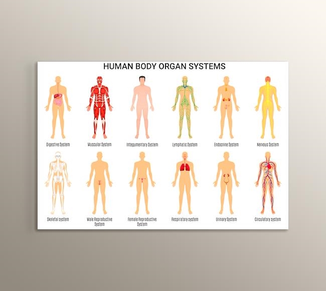 Beyaz Fonda İnsan Vücudu Organ Sistemleri - İngilizce