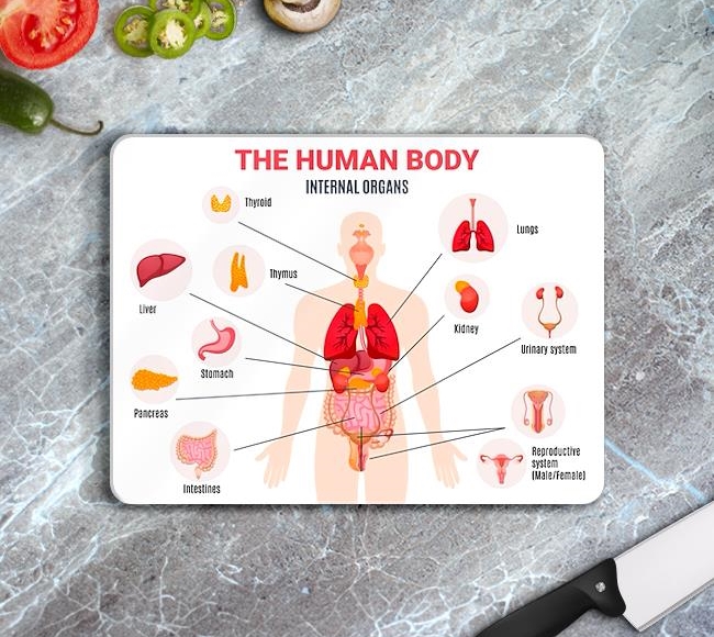 Beyaz Fonda İnsan Vücudu İç Organları - İngilizce