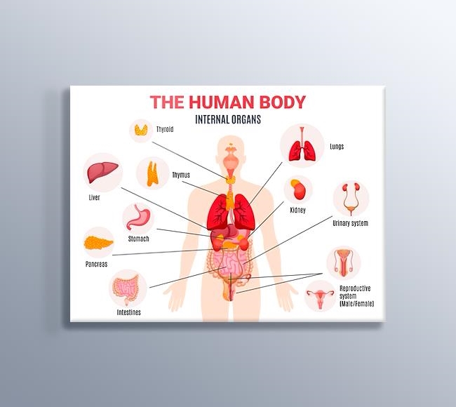 Beyaz Fonda İnsan Vücudu İç Organları - İngilizce
