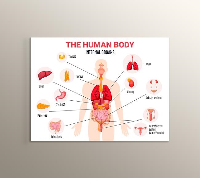 Beyaz Fonda İnsan Vücudu İç Organları - İngilizce