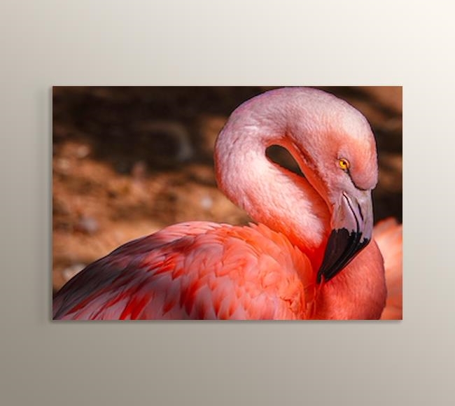 Flamingo - Yakın Çekim