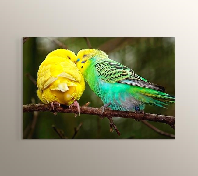 Dalın Üstündeki Sarı ve Yeşil Muhabbet Kuşları