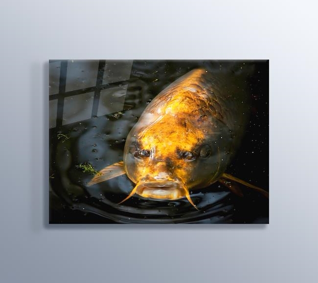 Suyun Yüzeyindeki Sarı Koi Balığı