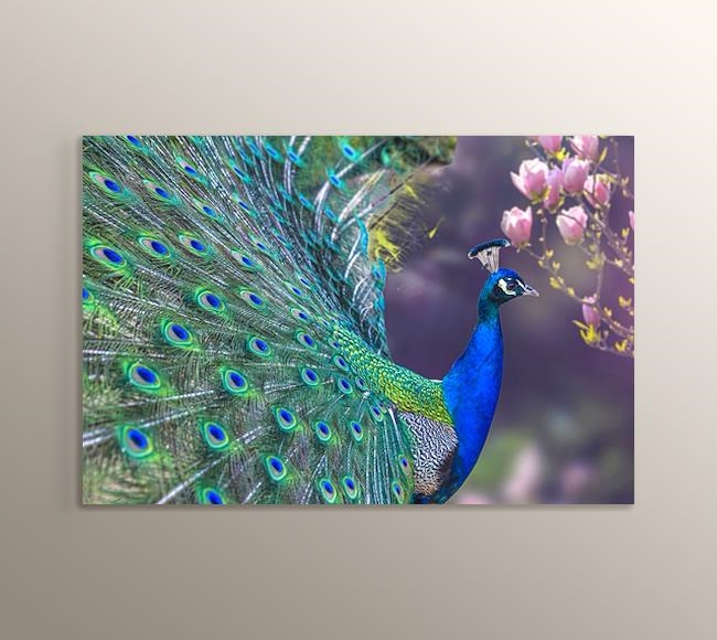 Yeşil Tüylü Mavi Tavus Kuşu - Yan Görünüm