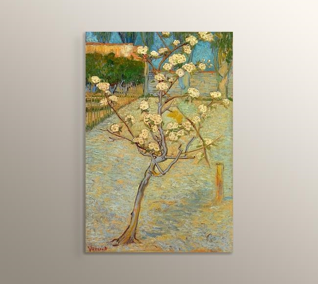 Small pear tree in blossom