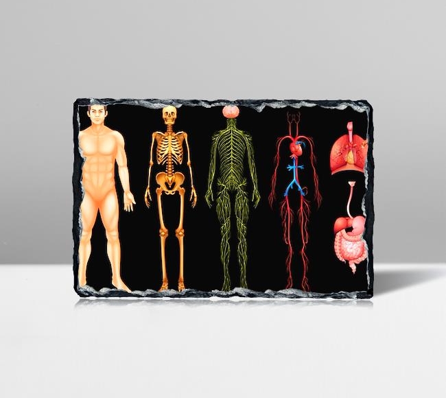 İnsan Vücudu Anatomisi - Erkek