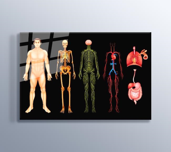 İnsan Vücudu Anatomisi - Erkek