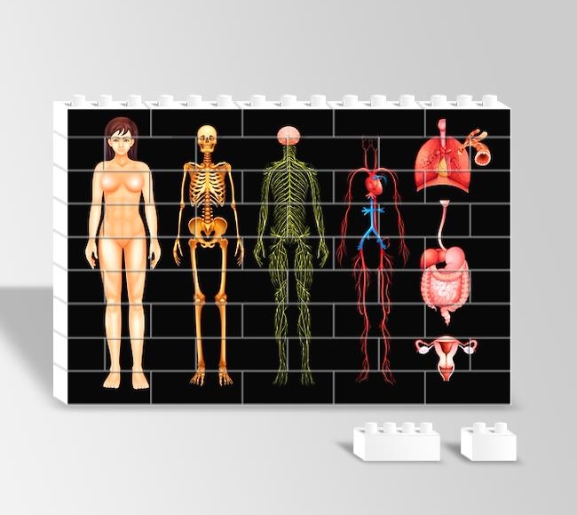İnsan Vücudu Anatomisi - Kadın