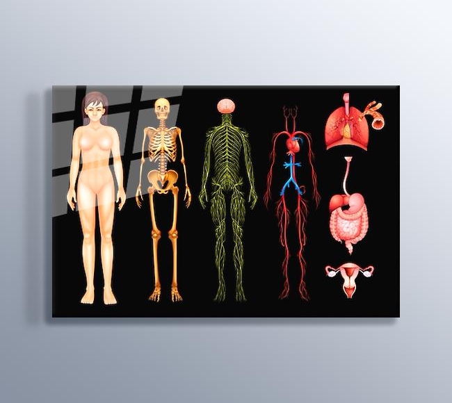 İnsan Vücudu Anatomisi - Kadın