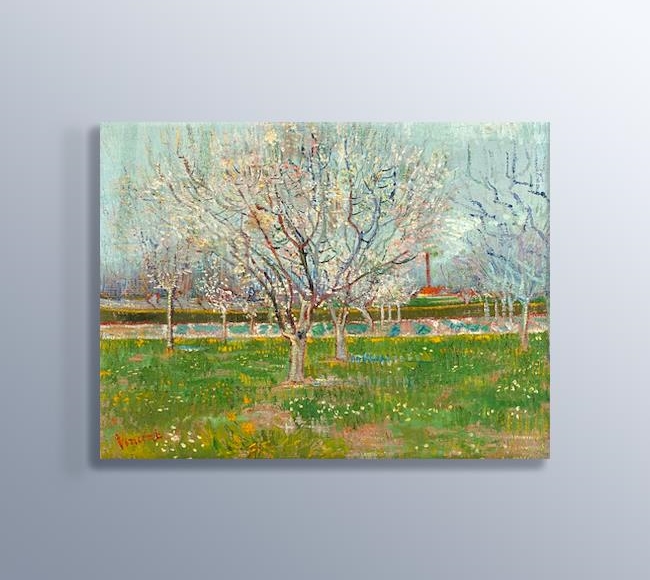 Orchard in Blossom - Apricot Trees