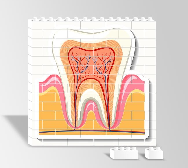 Detaylı Diş İllüstrasyonu