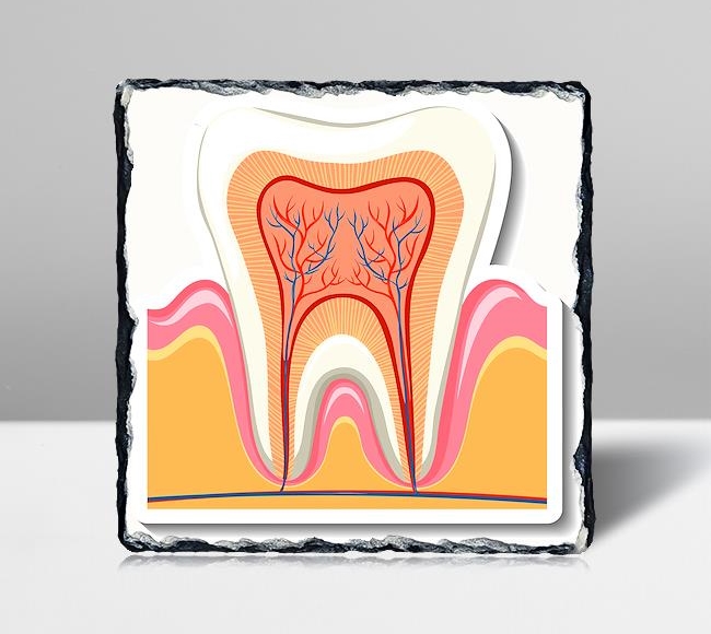 Detaylı Diş İllüstrasyonu