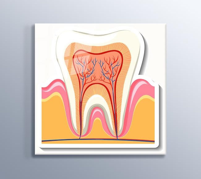 Detaylı Diş İllüstrasyonu