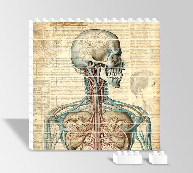 Retro Anatomi - Detaylı İnsan Vücudu İllüstrasyonu